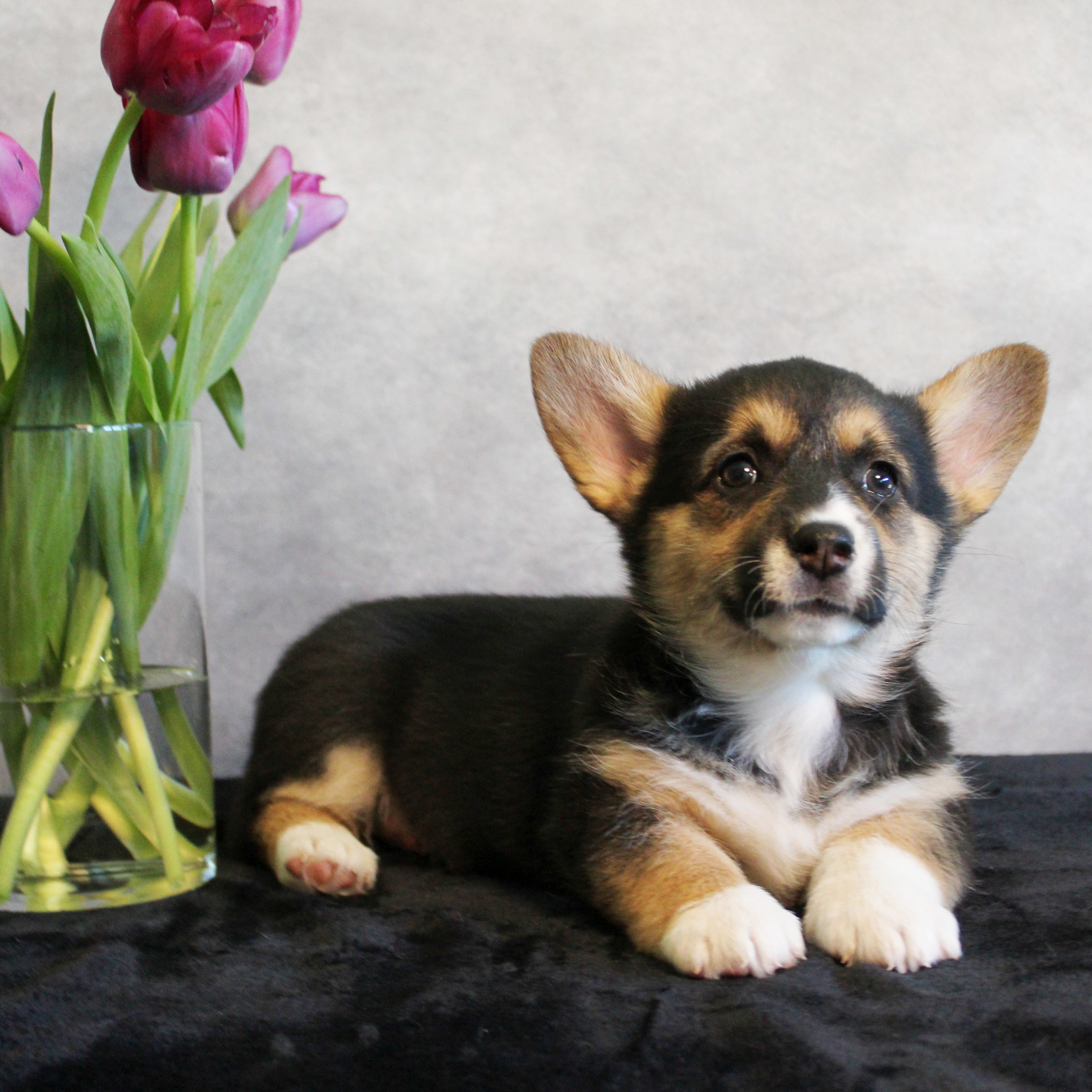 puppy, for, sale, Pembroke Welsh Corgi, Melvin King, dog, breeder ...